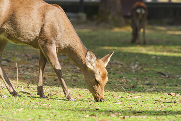 Deer in Nara Park relaxing in the forest