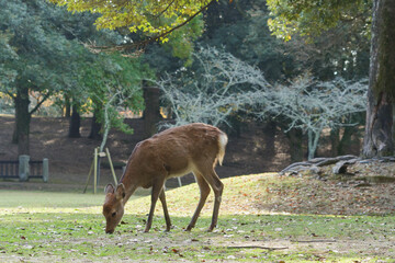 Naklejka na ściany i meble Deer in Nara Park relaxing in the forest