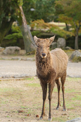 Deer in Nara Park relaxing in the forest