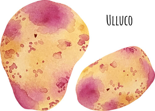 Watercolor illustration of Ulluco. Ullucus tuberosus illustration. Colorful ullucus tubers, root vegetable. Watercolor raw vegetables.