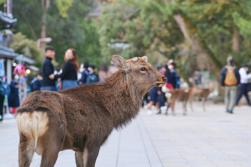 Wild deer standing in the main street around Todaiji Temple, Nara Park