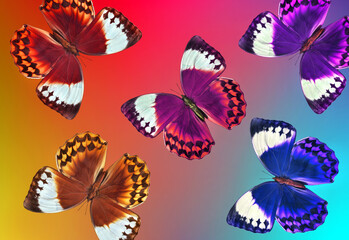 Fototapeta na wymiar colorful morpho butterflies on a blurred iridescent background. colors of rainbow