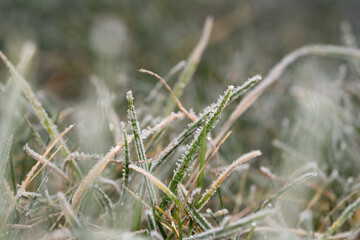 Frozen grass blades with ice crystals on the ground in winter