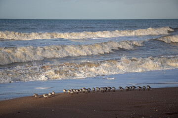 Sanderlings on the beach