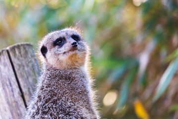 Fototapeta premium The meerkat is on alert. Muzzle up, he watches the surroundings. Wildlife.