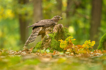 Adult of Northern Goshawk (Accipiter gentilis) sitting on a branch in dark forest. Forest background.