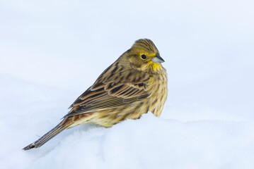 Yellowhammer (Emberiza citrinella) sitting in the snow in winter.	
