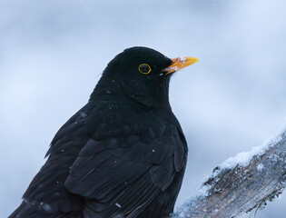 Eurasian blackbird or common blackbird (Turdus merula) male closeup in snowfall in winter.