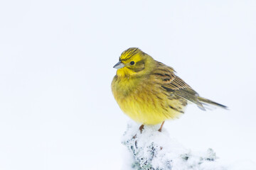 Yellowhammer (Emberiza citrinella) sitting on a snowy branch in winter.	
