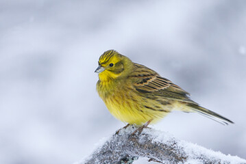 Yellowhammer (Emberiza citrinella) sitting on a snowy branch in cold winter day.	
