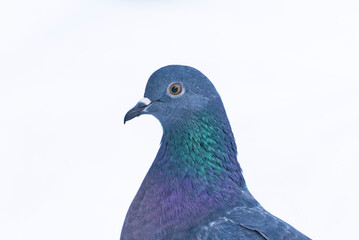 Domestic pigeon (Columba livia domestica) closeup in winter with white snow in the background.
