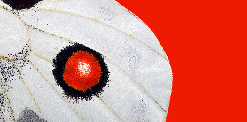 red in nature. Apollo butterfly wing texture background. macro photography butterfly wing. 