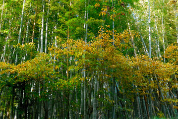 竹林の中の秋