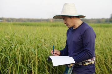 Handsome Asian man farmer is at paddy field, wear hat, blue shirt, holds notebook paper, inspects...
