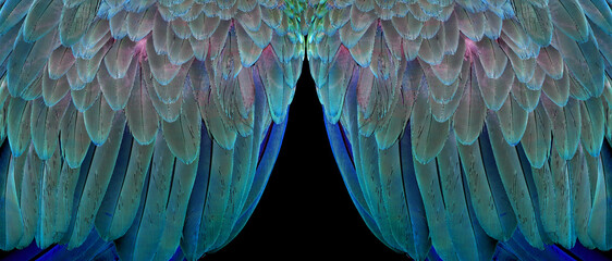 colorful blue macaw parrot wings texture background