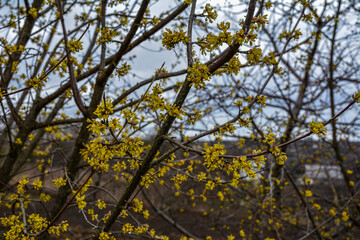 Yellow flowers on a branch against a blue sky. Flowering dogwood.