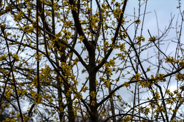Yellow flowers on a branch against a blue sky. Flowering dogwood.
