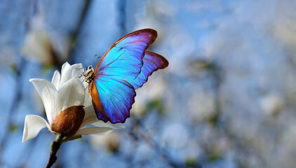 Fototapeta na wymiar bright blue tropical morpho butterfly on a white magnolia flower in the garden