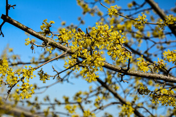 Yellow flowers on a branch against a blue sky. Flowering dogwood.