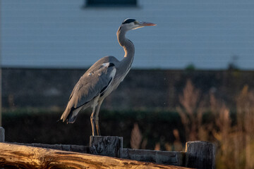 Héron cendré, marais de Villers-sur-Mer, Normandie