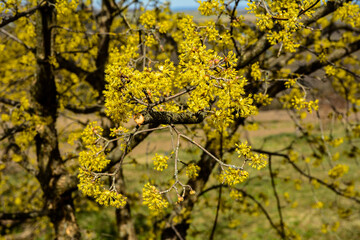 Yellow flowers on a branch against a blue sky. Flowering dogwood.