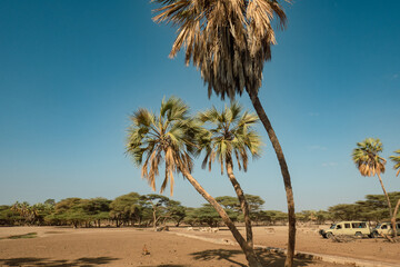 Tourist safari jeeps amidst palm trees at Kalacha Oasis, Marsabit, Kenya