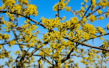 Yellow flowers on a branch against a blue sky. Flowering dogwood.