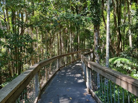Sea Acres Rainforest boardwalk and Port Macquarie New South Wales Australia