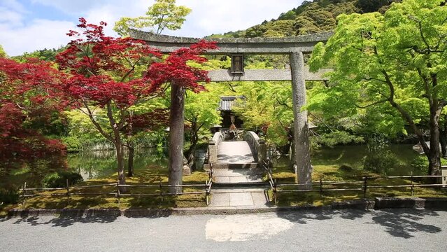 Red linden trees surround Torii gate Hengaku leading to the Benzaiten shrine in Eikan-do Zenrin-ji temple in Kyoto, Japan. Zenrin-ji is the main temple of Jodoshu Buddhism.