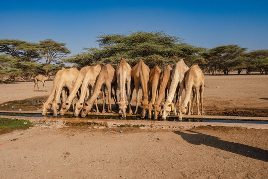 A herd of camels drinking water at Kalacha Oasis in Marsabit Couty, Kenya