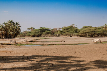Fototapeta na wymiar Cows and donkeys drinking water at Kalacha Oasis in Marsabit, Kenya
