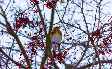 thrush bird sits on rowan branch in winter