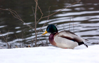 Fototapeta premium Drake, mallard, wild duck, Anas platyrhynchos, on the snow and on the shore of the pond.