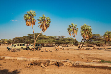 Tourist safari jeeps amidst palm trees at Kalacha Oasis, Marsabit, Kenya