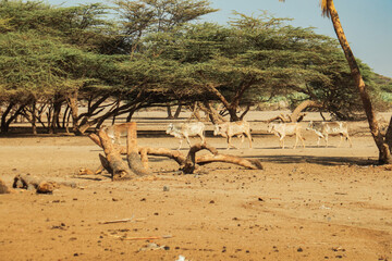 Cows and donkeys drinking water at Kalacha Oasis in Marsabit, Kenya
