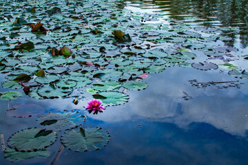 Natural background with pink water lillies over beautiful pond. Blue sky and clouds reflected is a mirror-like water