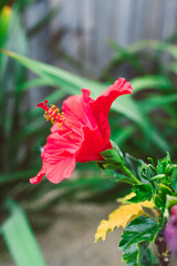 red hibiscus flower outdoor in sunny backyard.