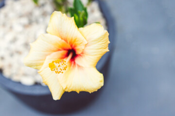 close-up of cuban hibiscus plant with yellow flower outdoor