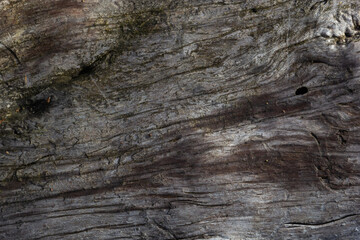 The old dry stump texture, background. Old rotten stump.Authentic dried cracked wood