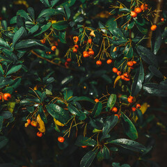 Orange berries tree 