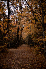 forêt automne 