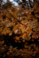 automne feuille