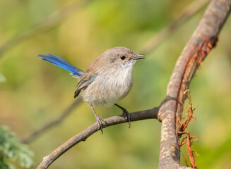 Superb Fairy-wren (Malurus cyaneus)