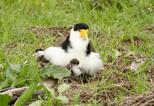 Masked lapwing (Vanellus miles)  also known as a plover with a young chick under the wing.