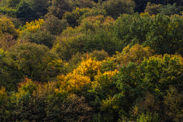 top view autumn forest texture colorful leaves. Leafy autumn forest on the hills