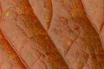 Macro photo of Autumn Foliage. Red Leaf texture close up. perfect for seasonal use