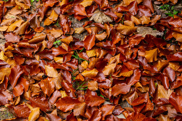 Colorful backround image of fallen autumn leaves perfect for seasonal use