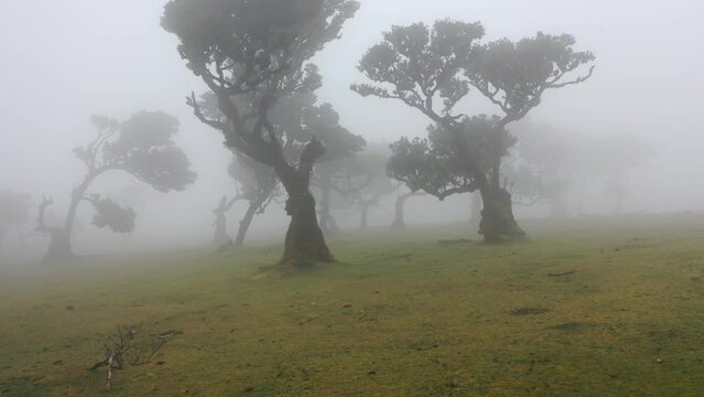 Awesome video in Madeira's Fanal forest with some dead trees and epic fog sweeping across the grass in 4K.