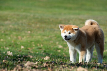chiot akita dans un près