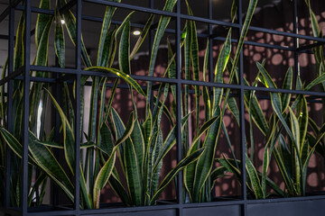 Houseplants in a modern interior. Succulent plant Sansevieria Laurentii.
